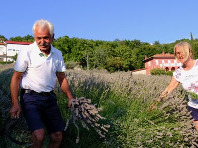 Održana radionica destiliranja i žetva lavande u Rasadniku