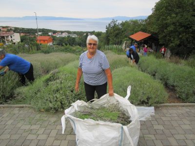 Održana radionica destiliranja i žetva lavande u Rasadniku