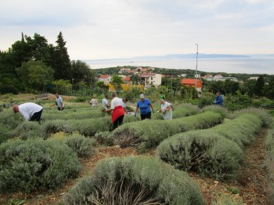 Održana radionica destiliranja i žetva lavande u Rasadniku