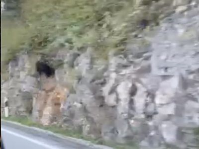 Oprez, na magistrali između Bakra i Kostrene uočen medvjed!