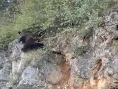 Oprez, na magistrali između Bakra i Kostrene uočen medvjed!